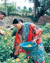 Marigold farming blooms as path to self-reliance21