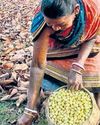 Tribals resort to distress sale of MFP as admin sits pretty19