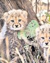 Sun comes to aid of heat-stressed cheetah cubs in Kuno8
