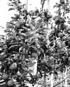 Couple grows apples in Bilaspur plains24