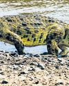 Odisha to observe 50 years of crocodile conservation14