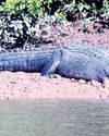 50 yrs of croc conservation: Odisha tops in recovery0