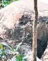 Decaying carcass of female elephant found in Kuldiha22