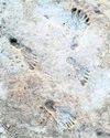 New research strengthens case for age of ancient New Mexico footprints38
