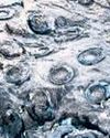 Salkhan Fossils Park joins Unesco’s tentative World Heritage List30