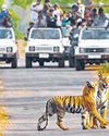 Gautala, Pench sanctuaries to remain shut33