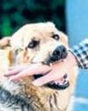 Health & Education depts to launch rabies awareness in govt schools of Kerala33
