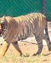 Tigress Zeenat expects cubs by early Sept21