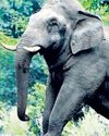 Kerala turns to tribal wisdom for solving human-animal conflict43