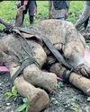 Injured in suspected IED blast, elephant calf dies23