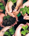 UP to plant 12.5cr saplings under the MGNREGA scheme28