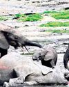 1,209 elephants died in Assam during 2000-202331