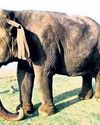 MP: Asia's oldest elephant dies at Panna Tiger Reserve32