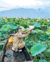Lotus beds reappear in Wular Lake after 3 decades27