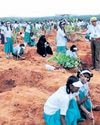 Tree plantation targets raise concerns in schools27