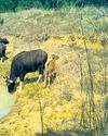 Gaur population on rise as Ghumusar forest turns safe haven20