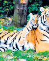 Jharkhand to take notes from Bihar for its first tiger safari26