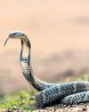 Snakes are critical to environmental health7