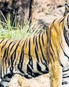 Forest teams deployed to capture tiger in Pilibhit23