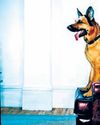 A dog's 'personality' guides its TV viewing habit: Study20
