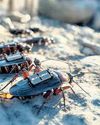 Spy cockroaches, AI robots: Germany plots the future of warfare43