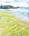 Early Hawaiian petroglyphs reemerge as tides shift, sands move47
