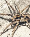 New wolf spider species found in Sunderbans33