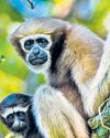 Tripura steps up efforts to save India’s only ape species33