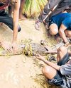 2 crocodiles rescued from village ponds25