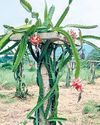 Dragon fruit farming brings economic independence for Rayagada WSHG33