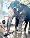 Emotional farewell as temple elephant relocated24