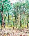 Odisha second highest in forest land diversions11
