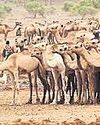 Somalia’s camel milk revolution improving nutrition45