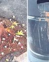 Indians blamed as paan stains dot London streets1