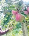 Organic farming gains traction in Himachal34