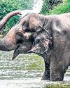 Vantara offers to set up facility for elephant Madhuri in Kolhapur village23