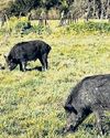 Wild pigs turn up with ‘neon blue’ flesh4