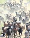 Hungry goats help fight fires in Spain5