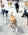 Odisha reacts strongly to SC order on stray dogs18
