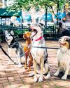 82% human-street dog encounters 'peaceful': Research40