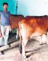Dairy farmers allege torture, extortion by Chh’garh Police25