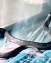 Miraculous escape as cobra shares mosquito net with sleeping man24