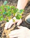 Tree planting in tropics offers best climate cooling: Study33