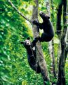 Orphaned Asiatic black bears find new home in Kaziranga34
