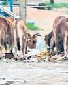 Garbage pile near NH puts Semiliguda residents at risk16