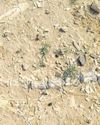 Dinosaur-era fossils unearthed in Jaisalmer pond dig21