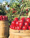 India’s first shipment of Garhwali apples exported to Dubai34