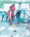 Govt launches pilot project to aid Kuttanad fish farmers31