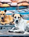 SC stray dog ruling: Rajasthan acts first SC stray dog ruling: Rajasthan acts first39