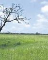 Grasslands in Manas National Park face rapid decline Grasslands in Manas National Park face rapid decline38